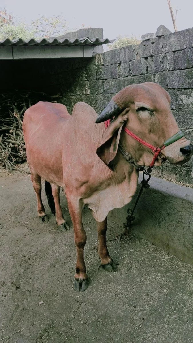 હોળકી વેચવાની છે