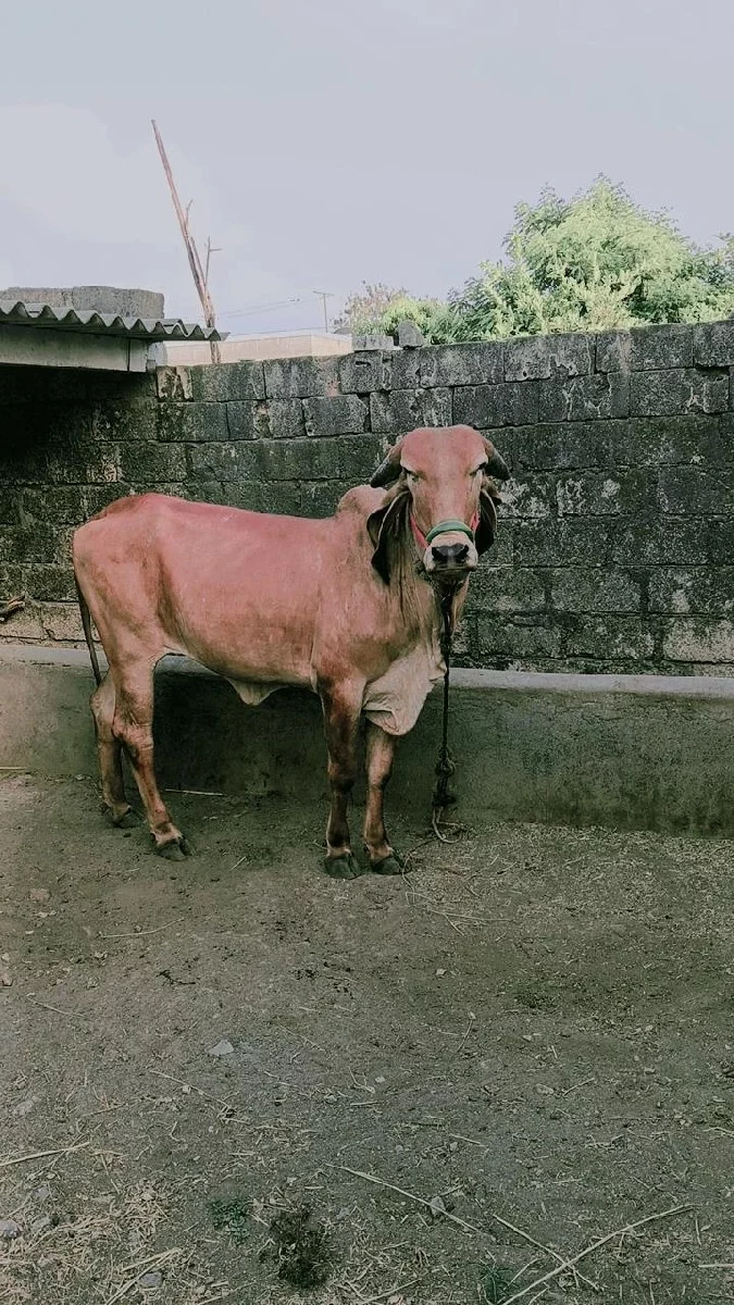 હોળકી વેચવાની છે
