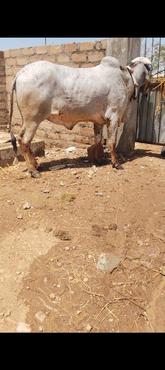 ગીર ઓડકી કાબરી વેચવાની છે