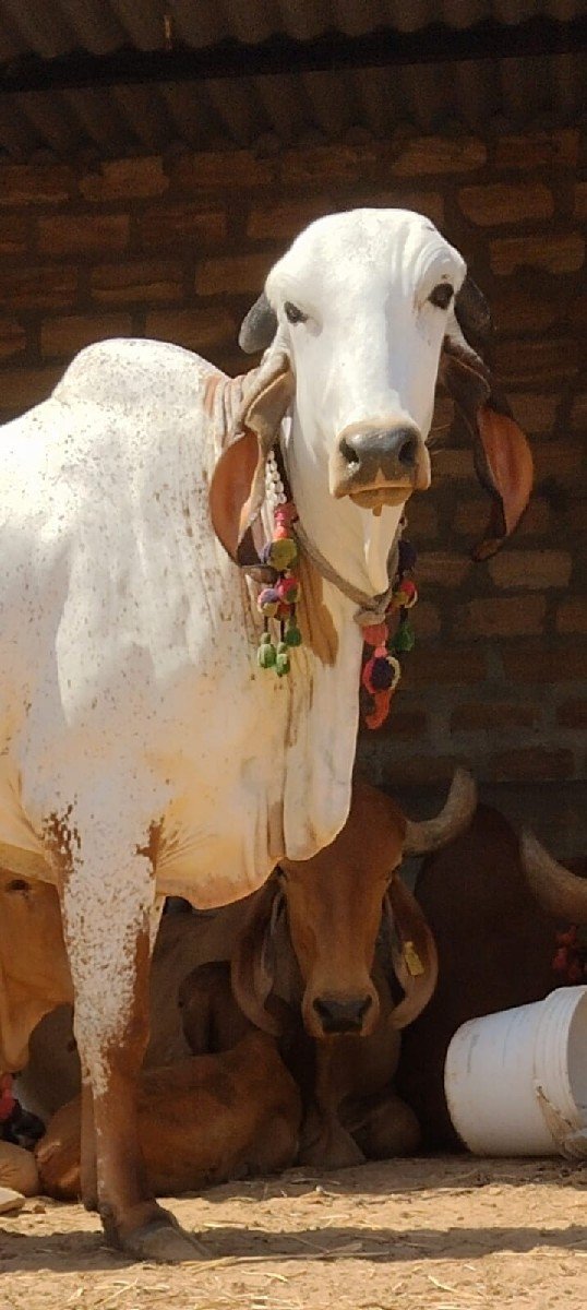 ગીર ઓડકી કાબરી વેચવાની છે