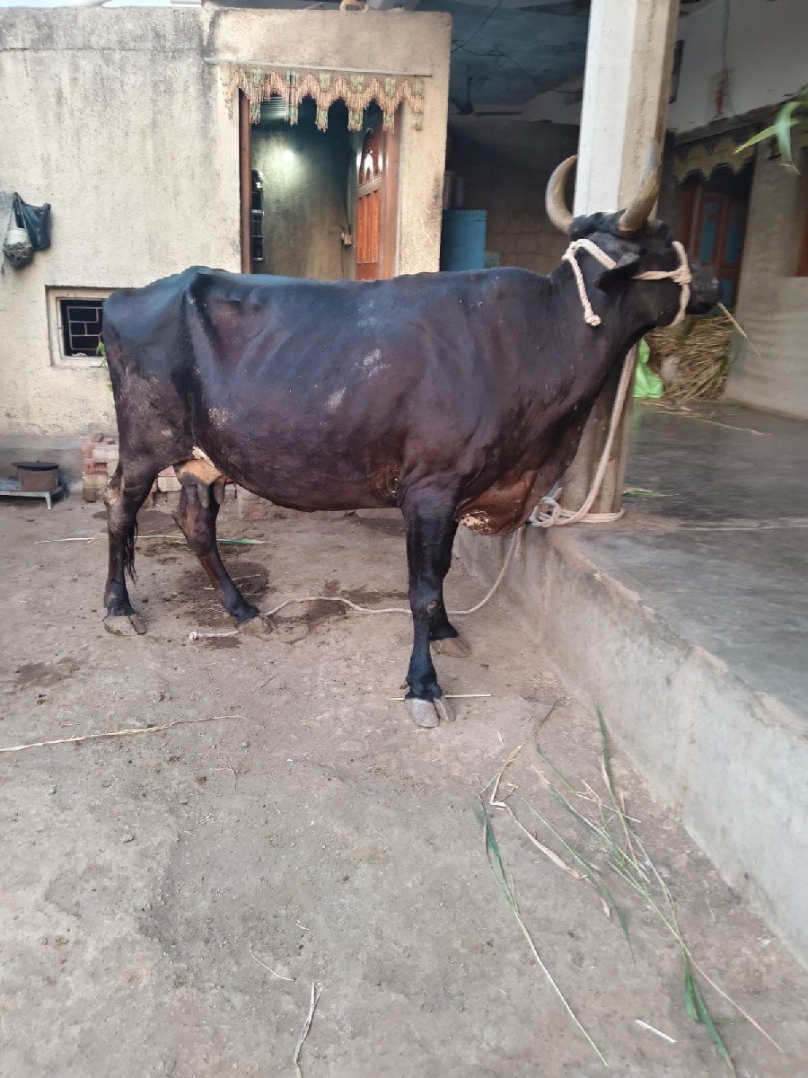 ગાય વેચવાની છે