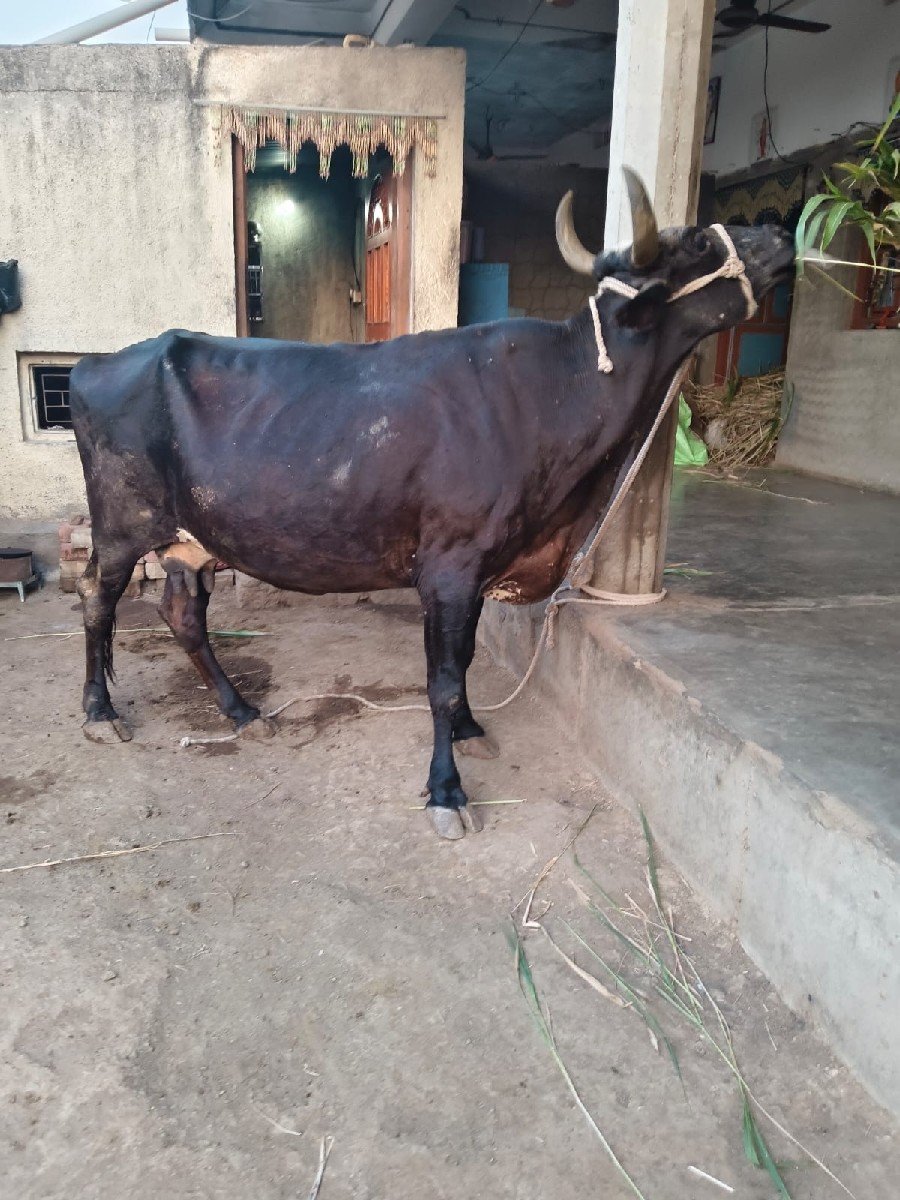 ગાય વેચવાની છે