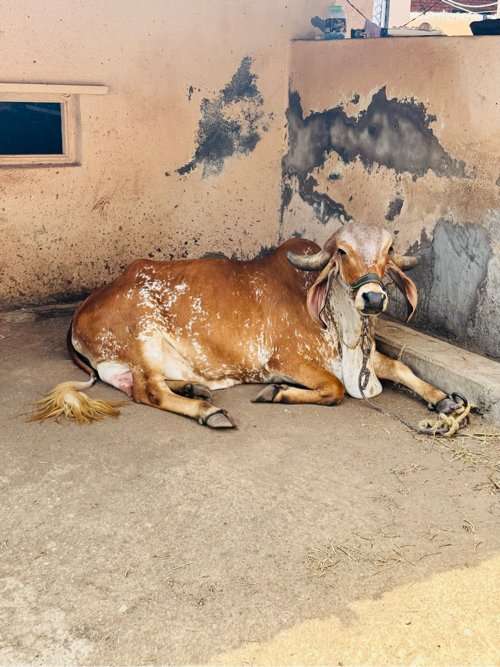 ગીર ગાય વેચવાની છે