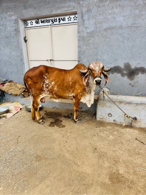 ગીર ગાય વેચવાની છે