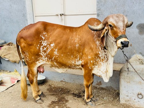ગીર ગાય વેચવાની છે