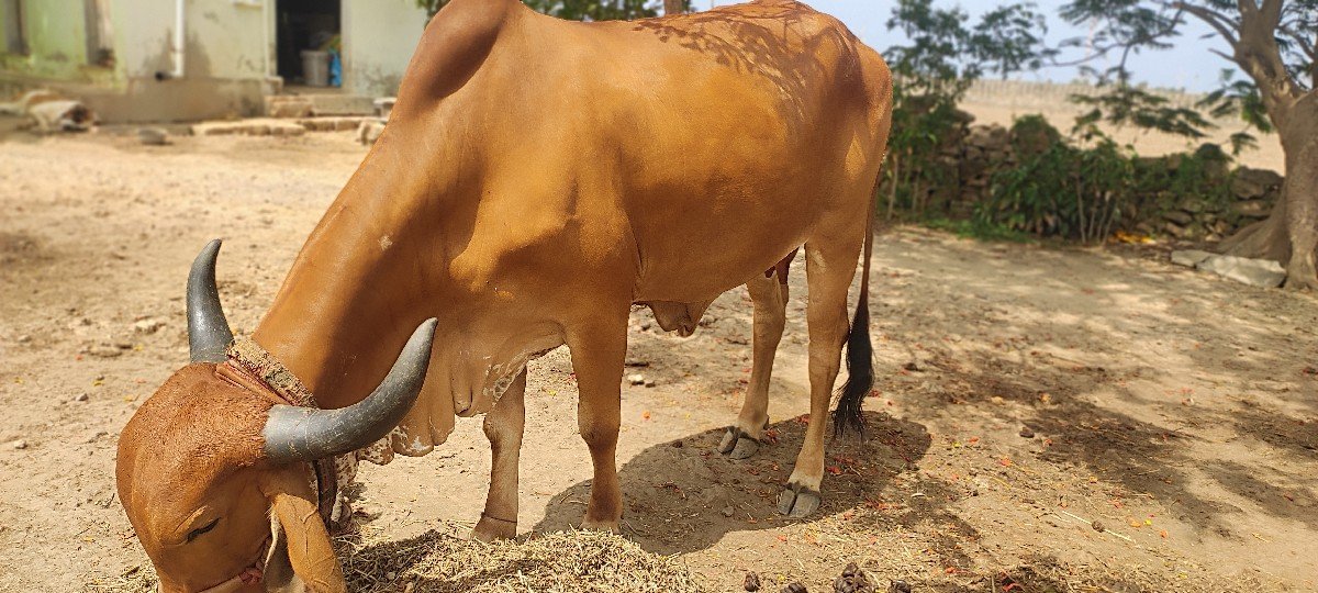 ગાય વેચવાની છે