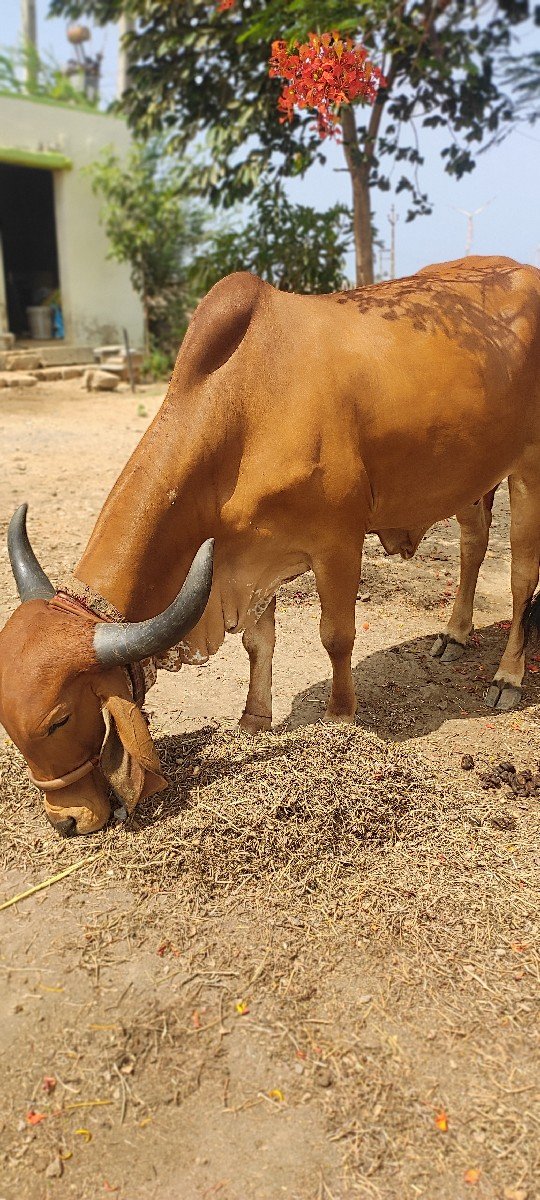 ગાય વેચવાની છે