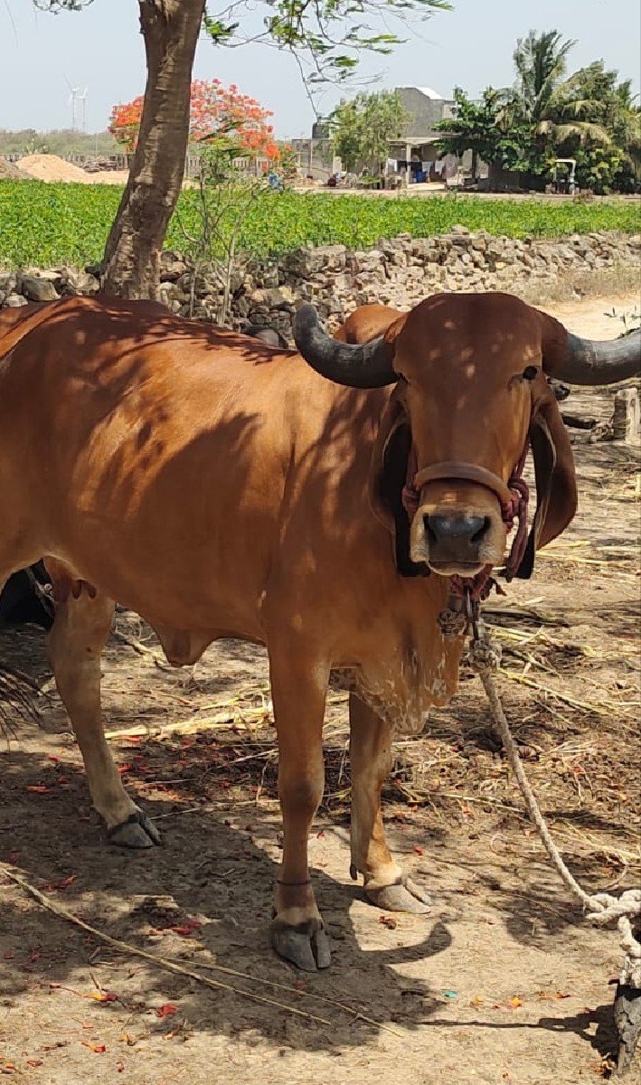 ગાય વેચવાની છે