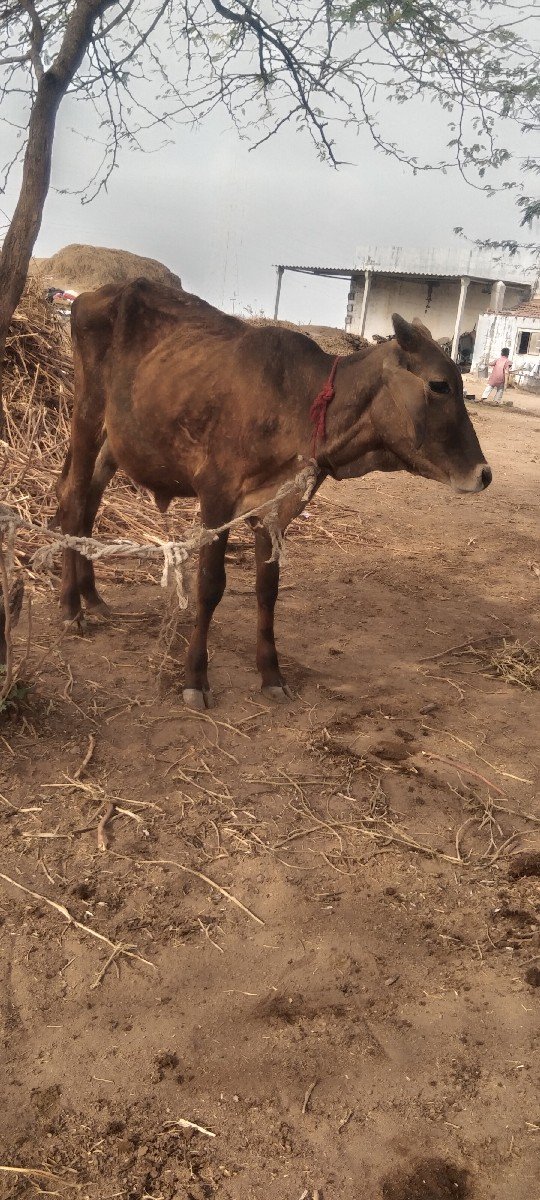 hf વાસડી વેસવાની છે