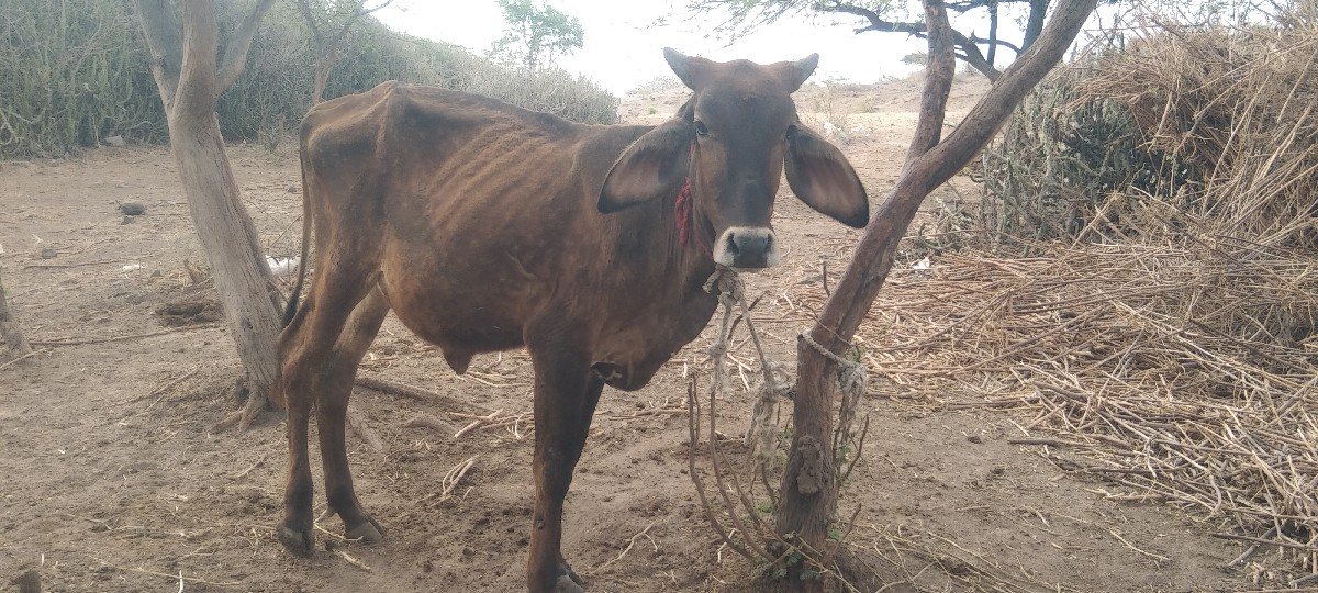 hf વાસડી વેસવાની છે