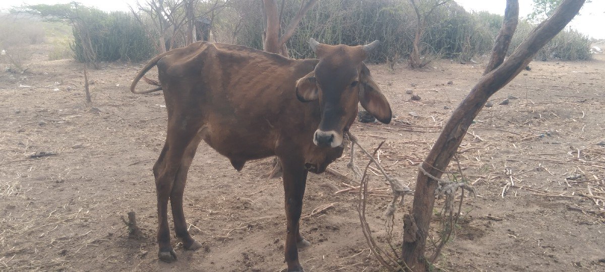 hf વાસડી વેસવાની છે
