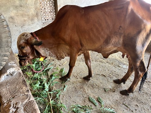 ગાય વેચવાની છે.