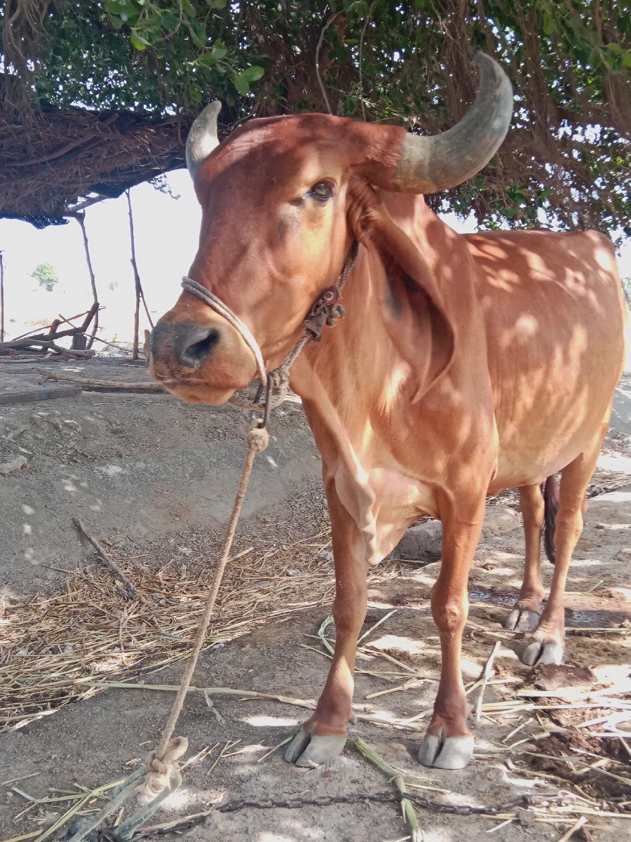 ગાય વેચવાની છે