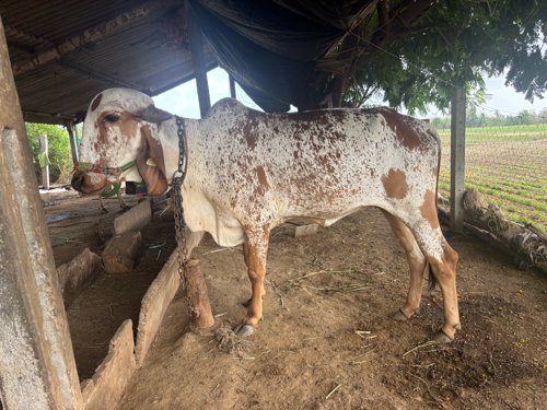 ગાય વેચવાની છે