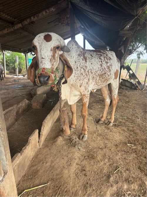 ગાય વેચવાની છે