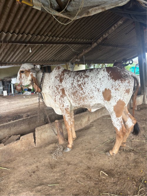 ગાય વેચવાની છે