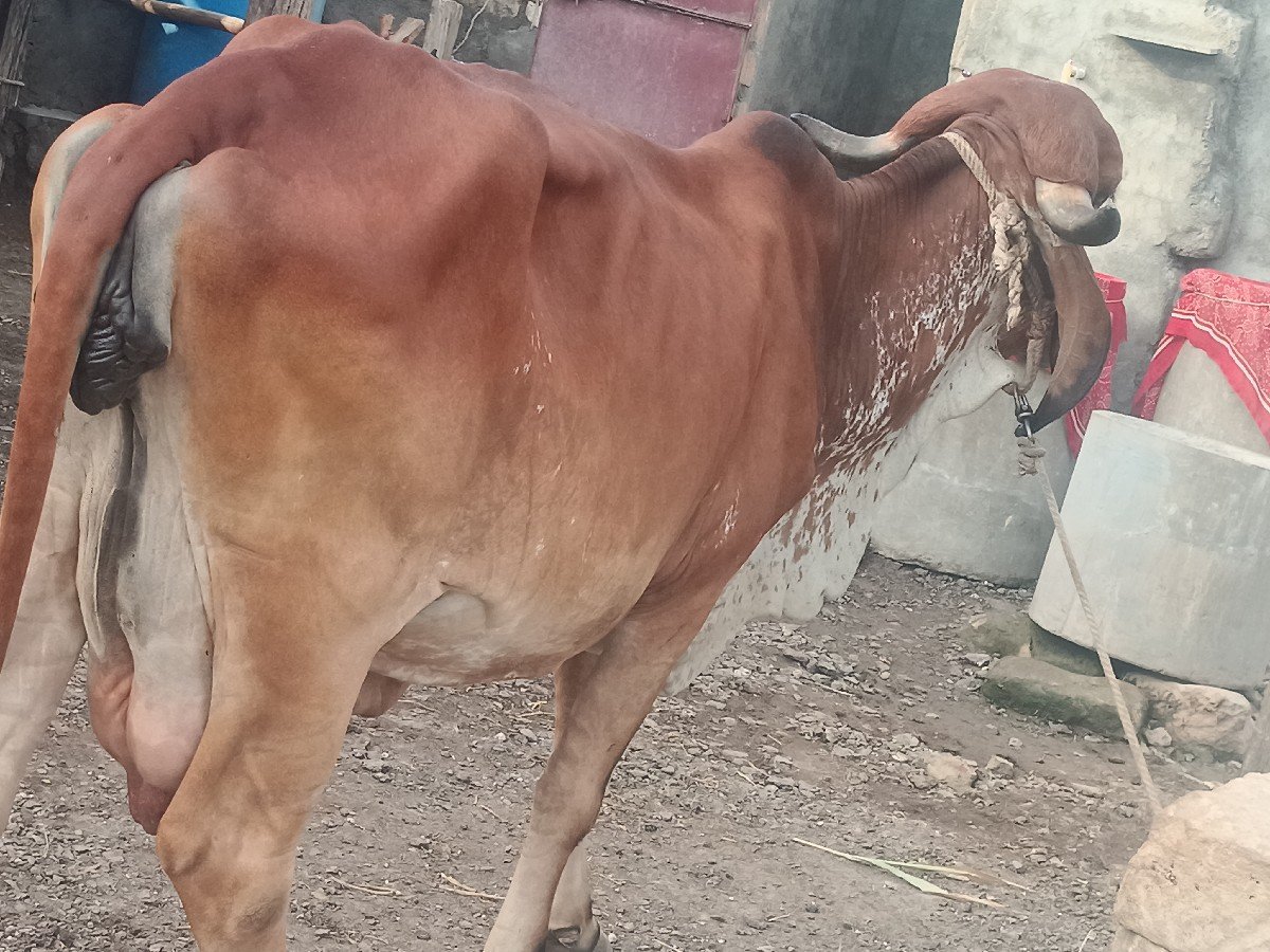 ગાય વેચવાની છે