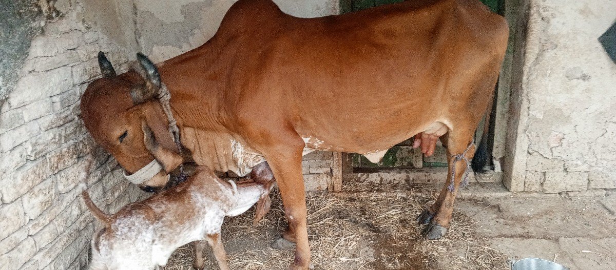 ગાય દેવા ની છે