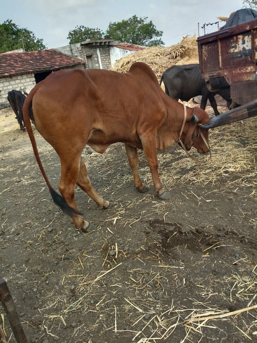 દેશી હોટ કી
