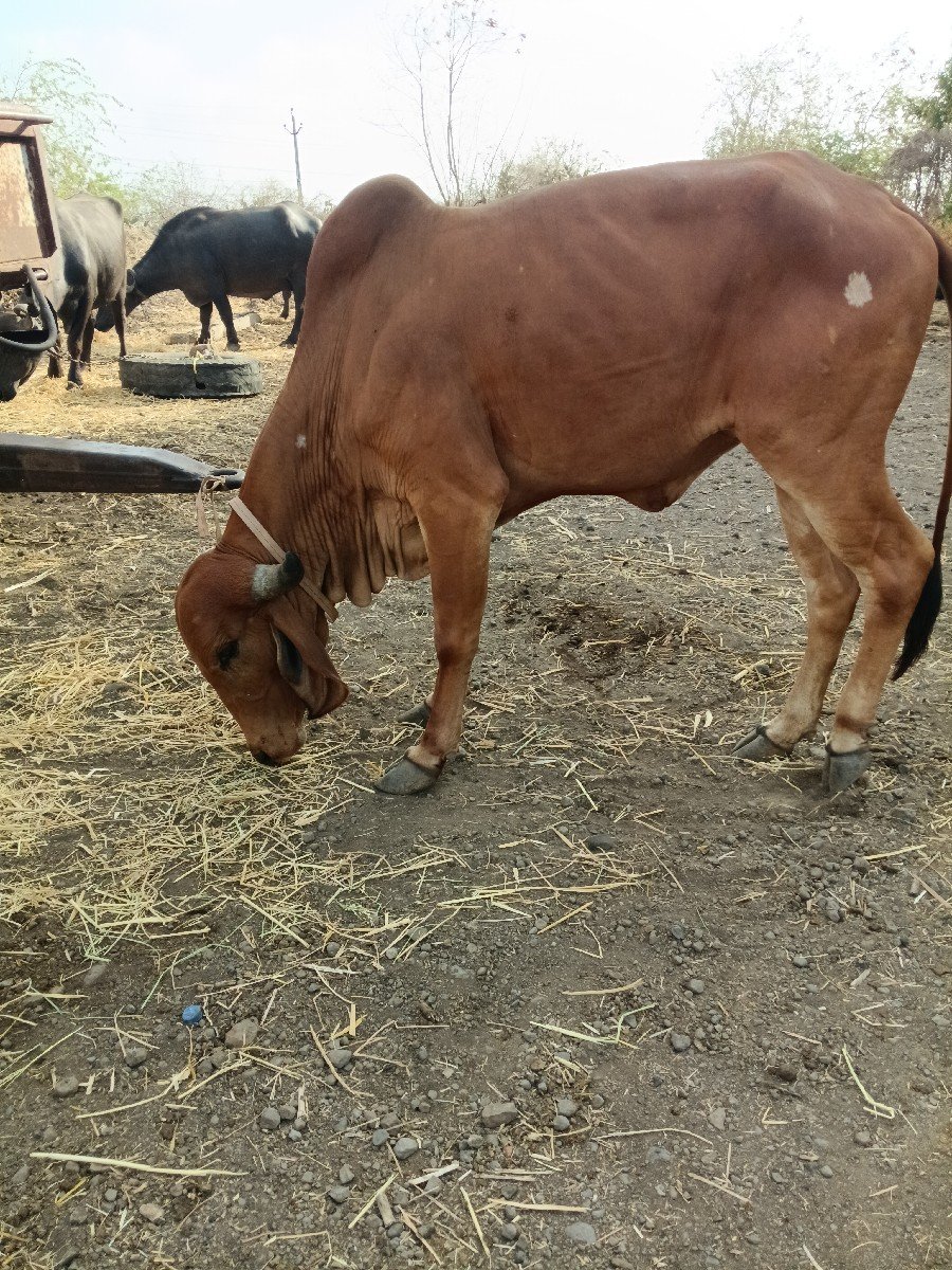 દેશી હોટ કી