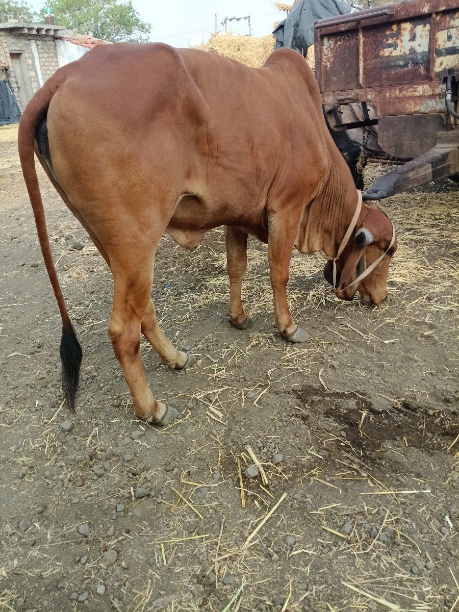 દેશી હોટ કી
