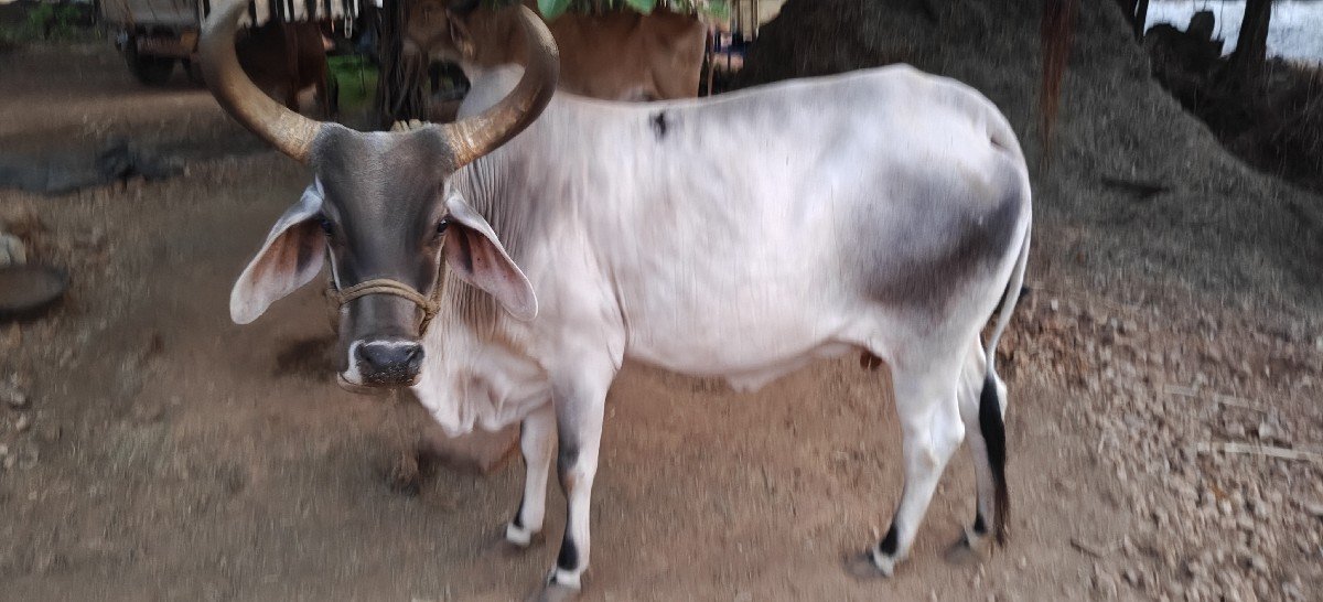 ગાય વેચવાની છે