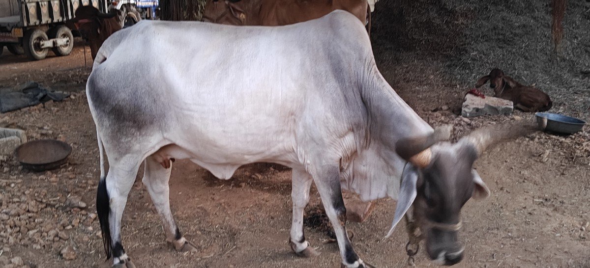 ગાય વેચવાની છે