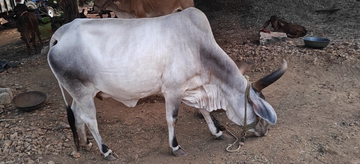 ગાય વેચવાની છે