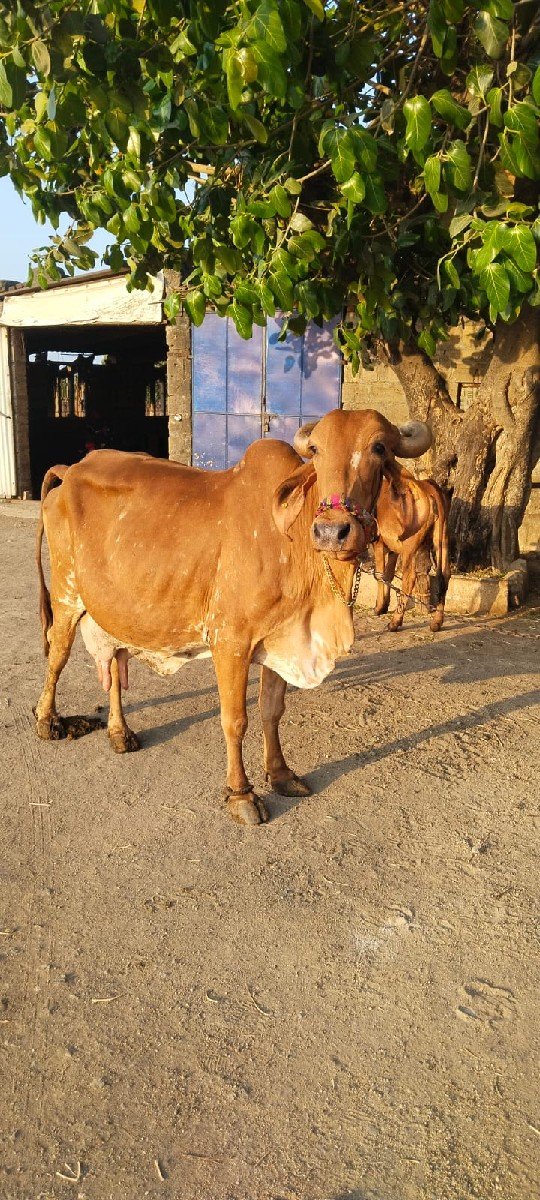 ૨૮....હજાર.ફિક્સ