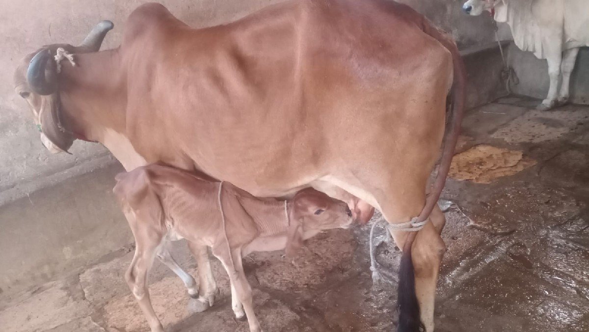 ગીર ગાય વેચવાની છે
