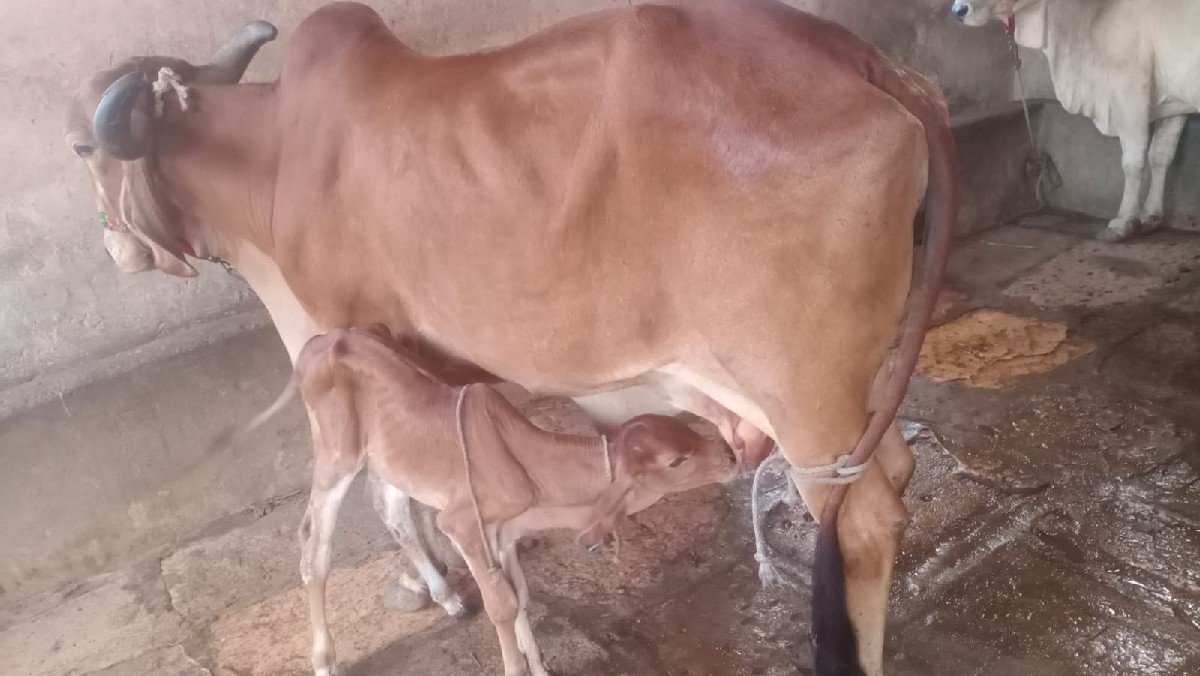 ગીર ગાય વેચવાની છે