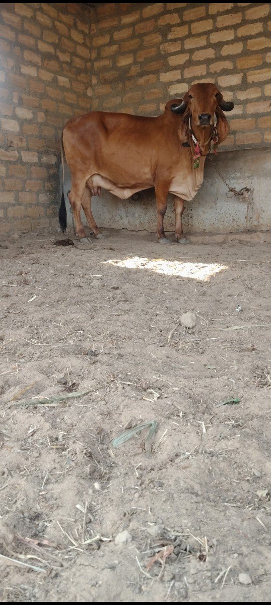 ગીર ગાય વેચવાની છે બેય