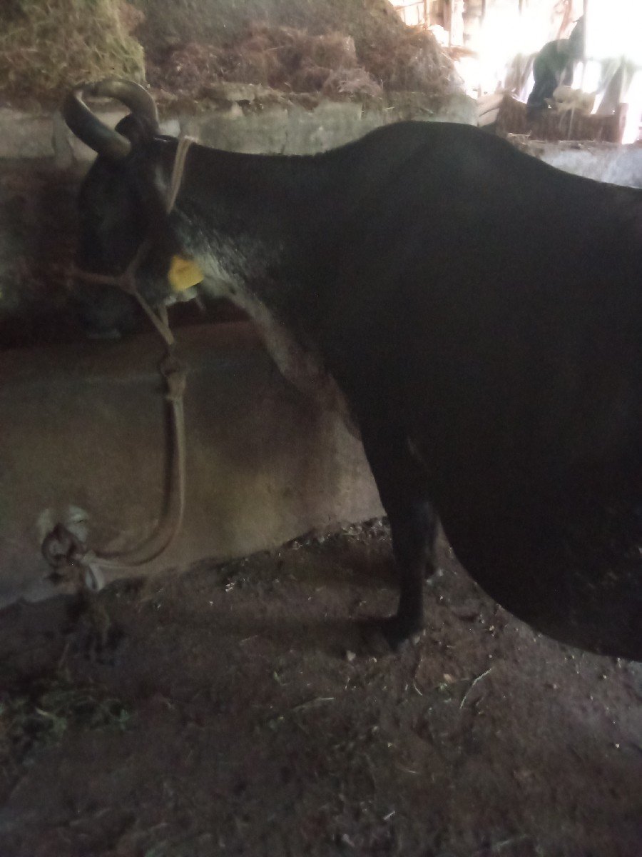 ગાય વેચવાની છે