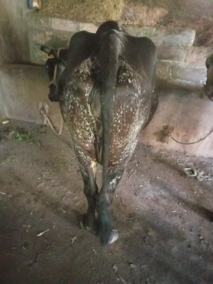 ગાય વેચવાની છે