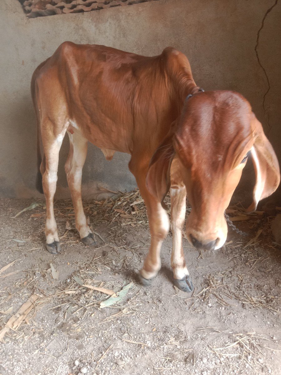દેવ શરણ વાંસડિ વેચવાની છે
