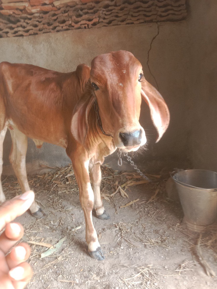 દેવ શરણ વાંસડિ વેચવાની છે