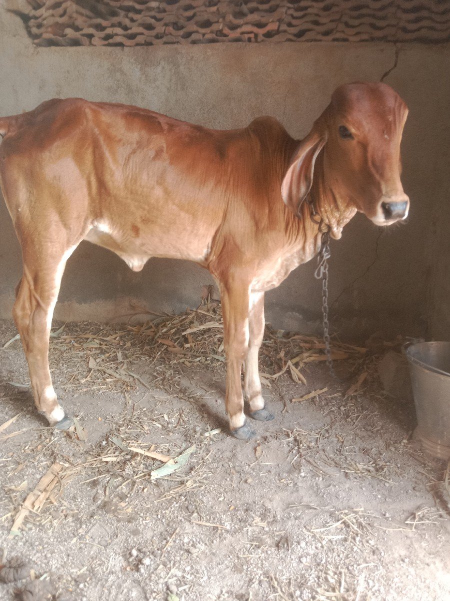 દેવ શરણ વાંસડિ વેચવાની છે