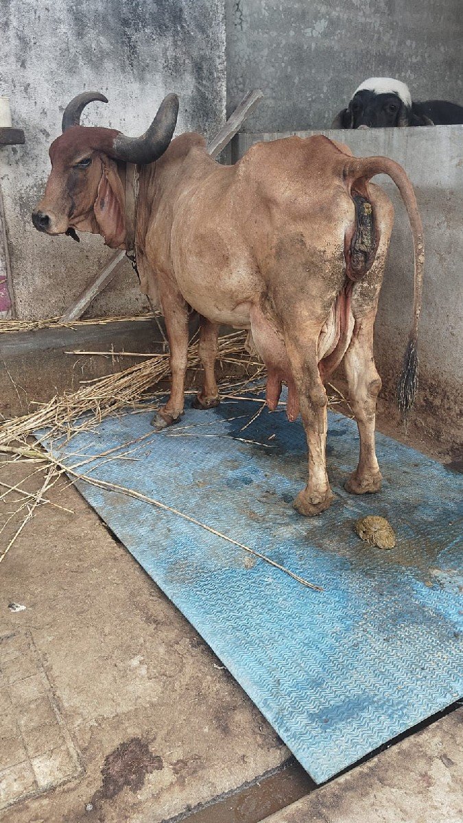 ગાય વેચવાની છે