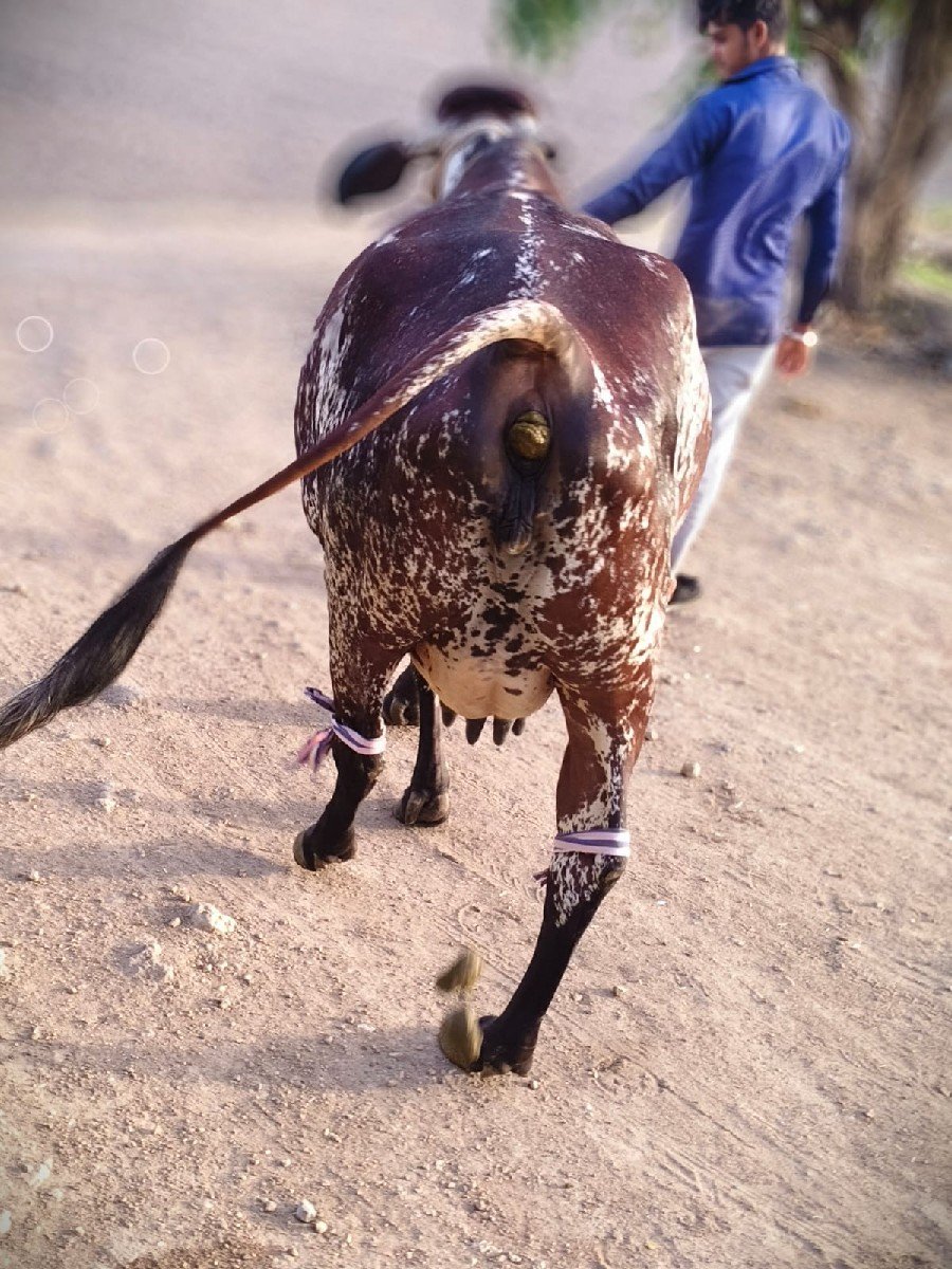 ગીર ક્રોશ પેલું વેતર