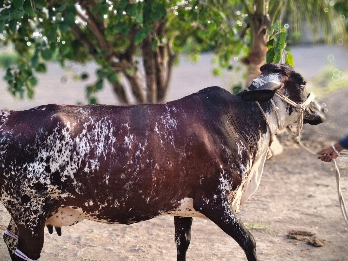 ગીર ક્રોશ પેલું વેતર