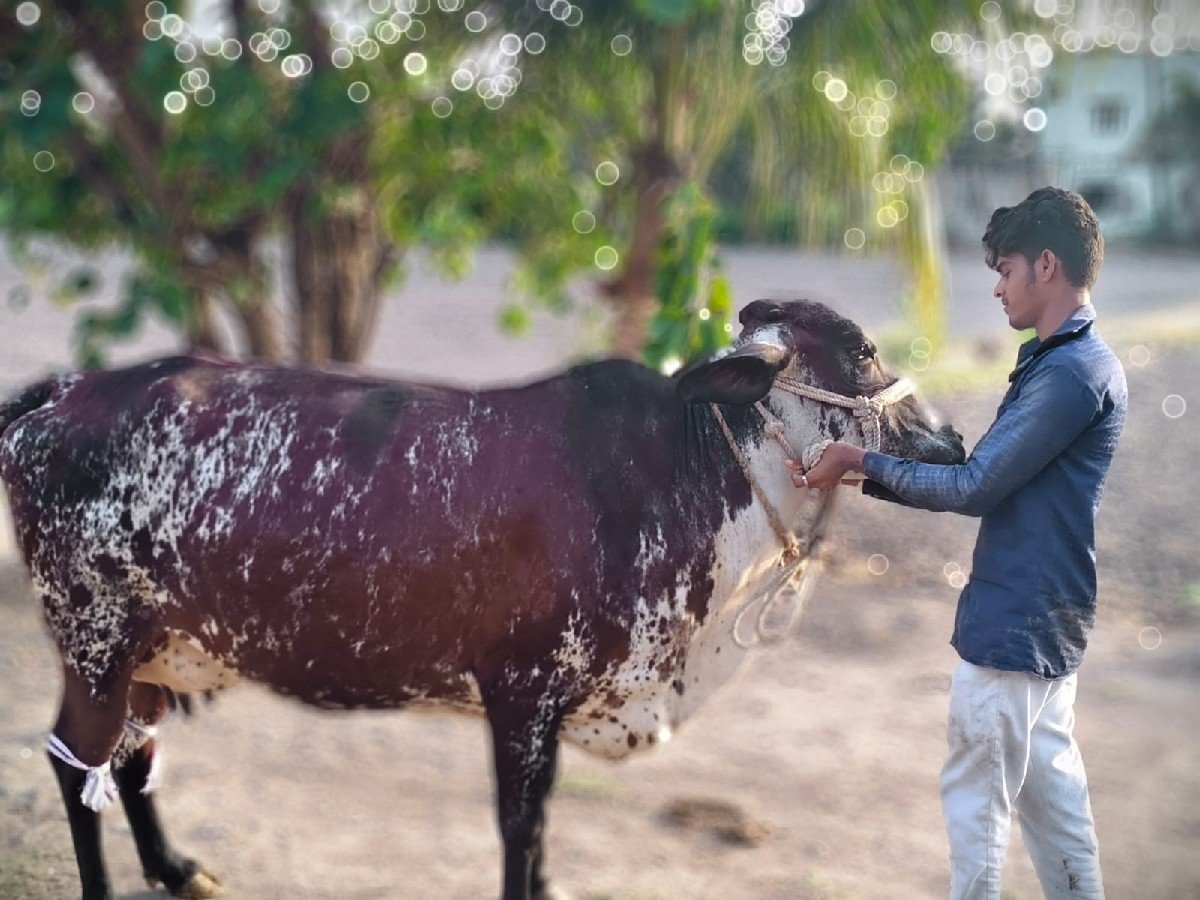 ગીર ક્રોશ પેલું વેતર