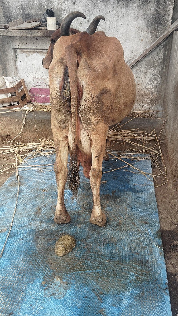 ગાય વેચવાની છે