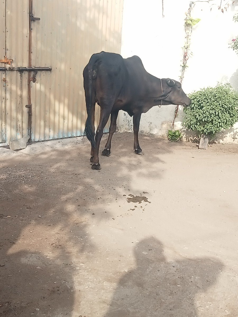 કાળી