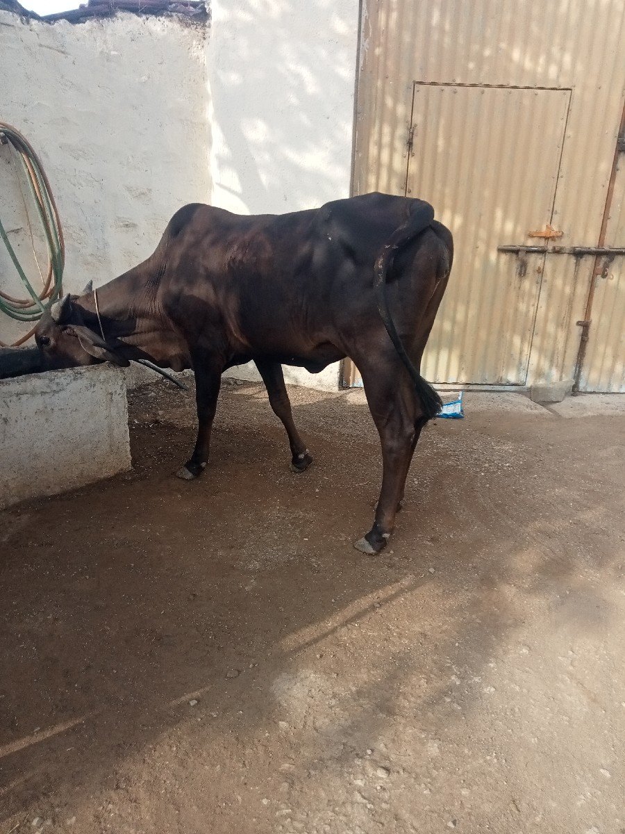 કાળી