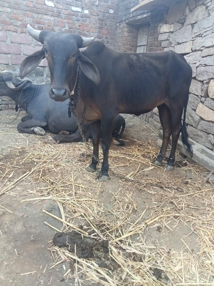 કાળી