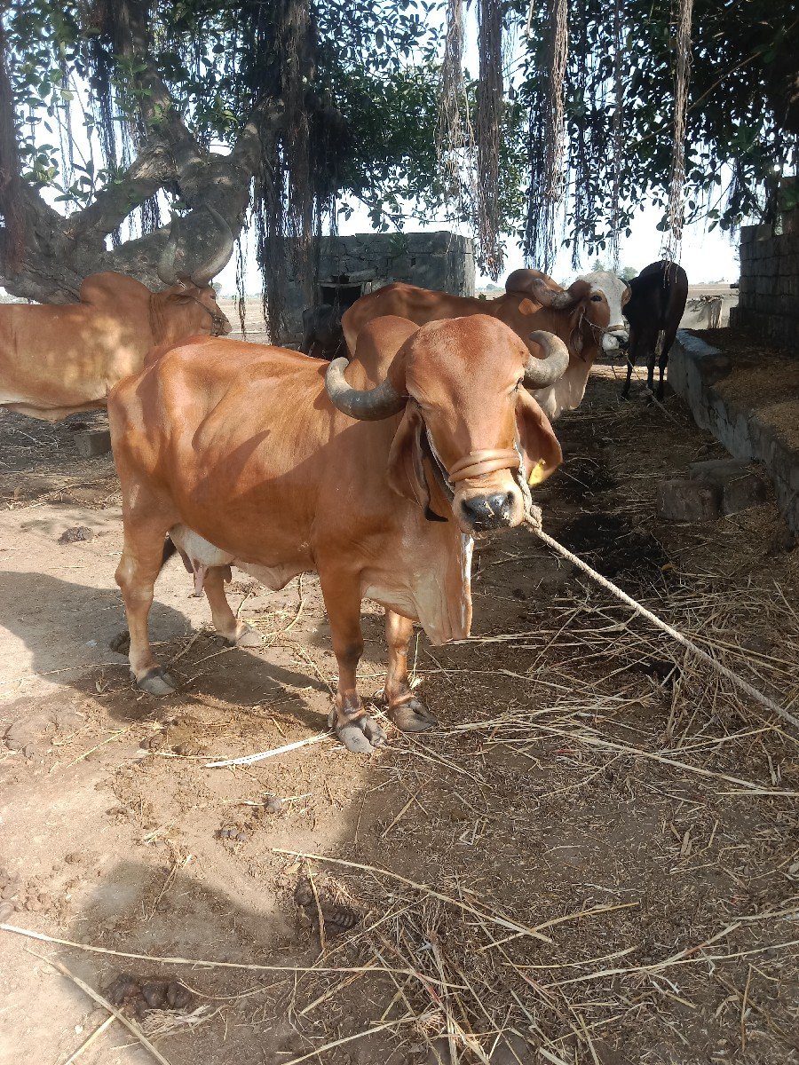 ગાય વેચવાની છે