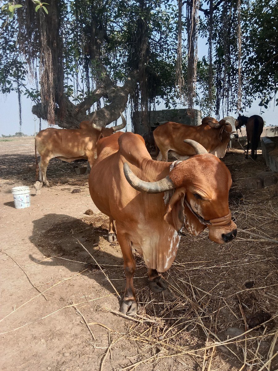 ગાય વેચવાની છે