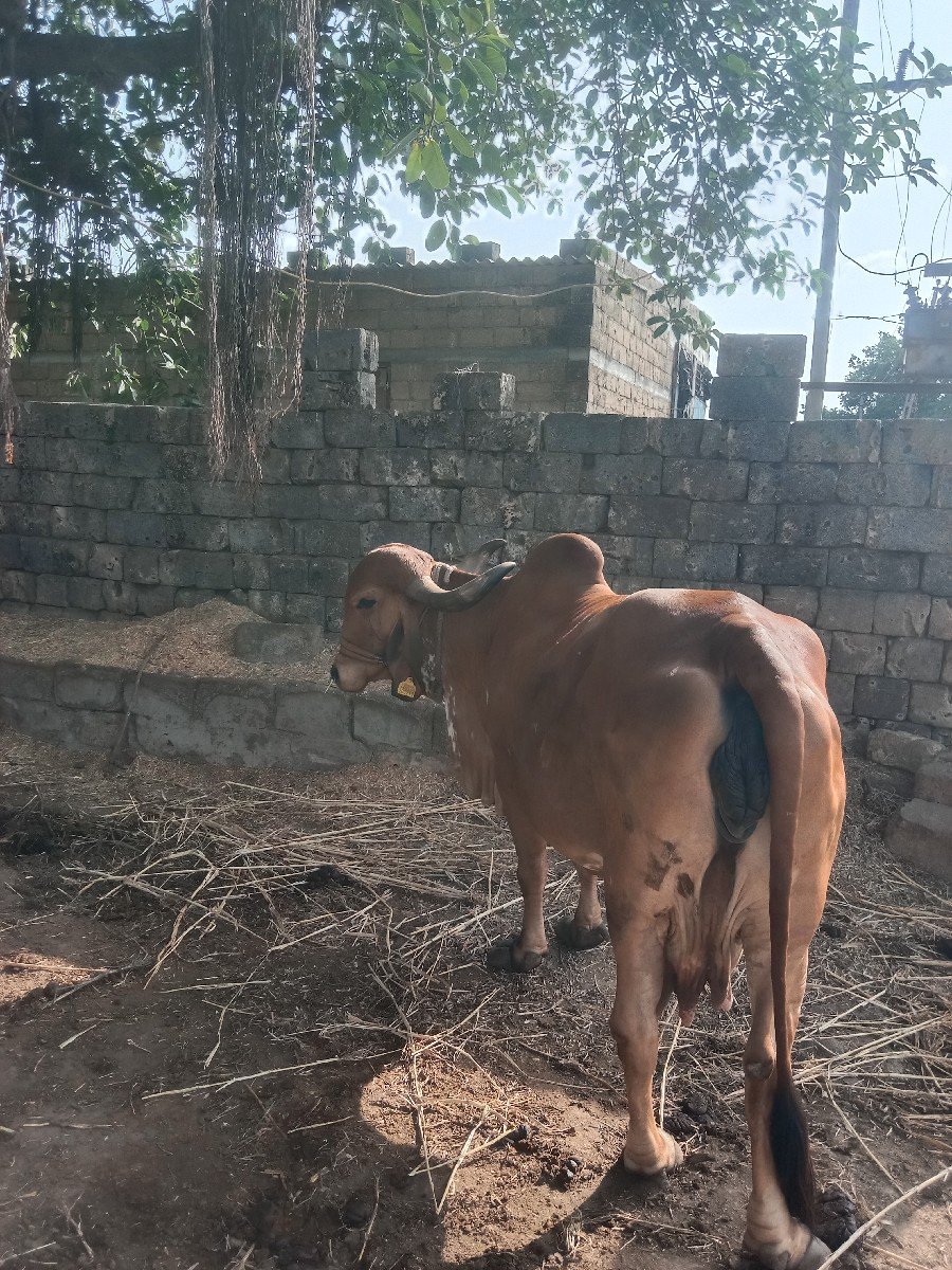 ગાય વેચવાની છે