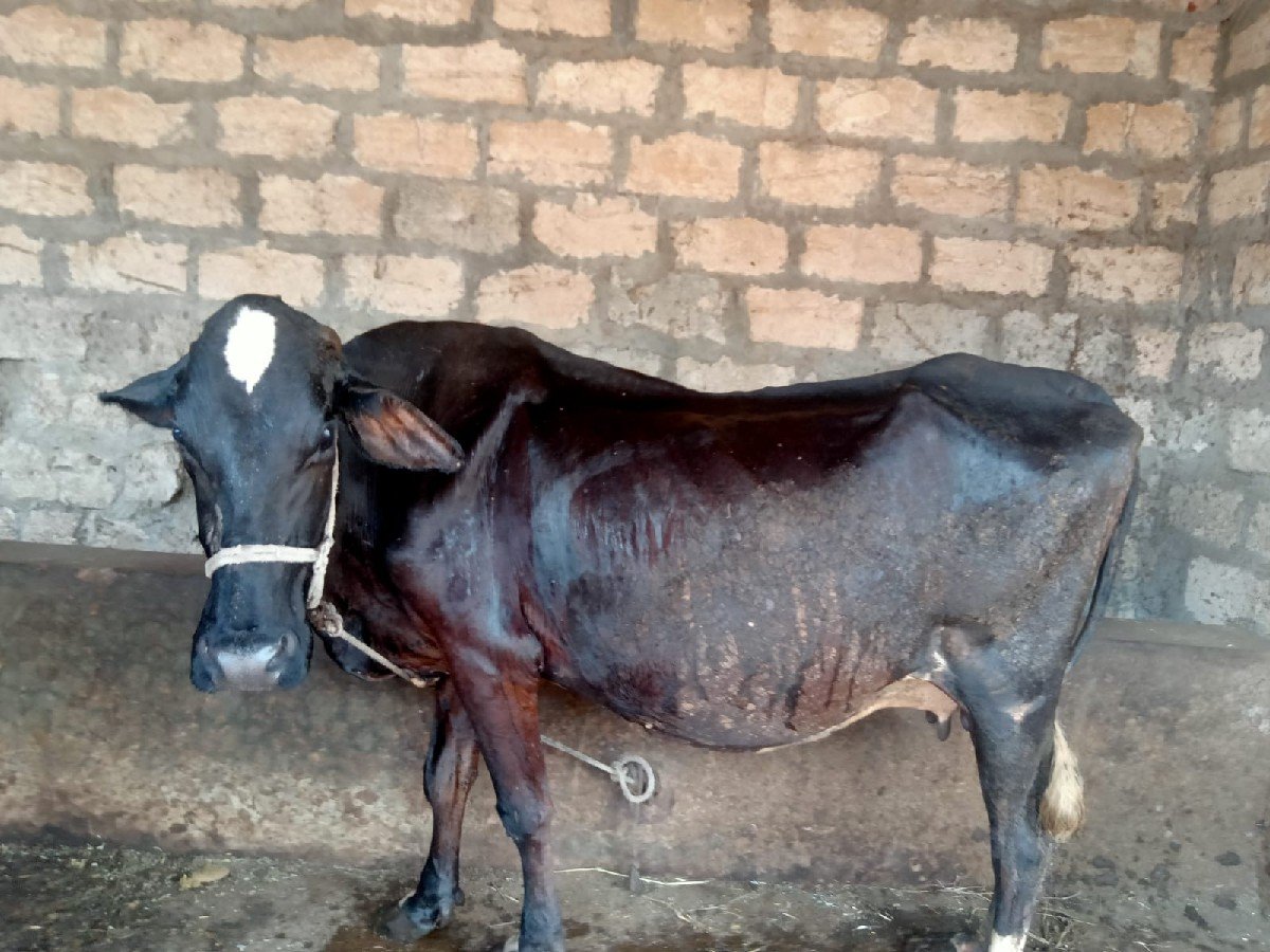 ગાય વેચવાની છે