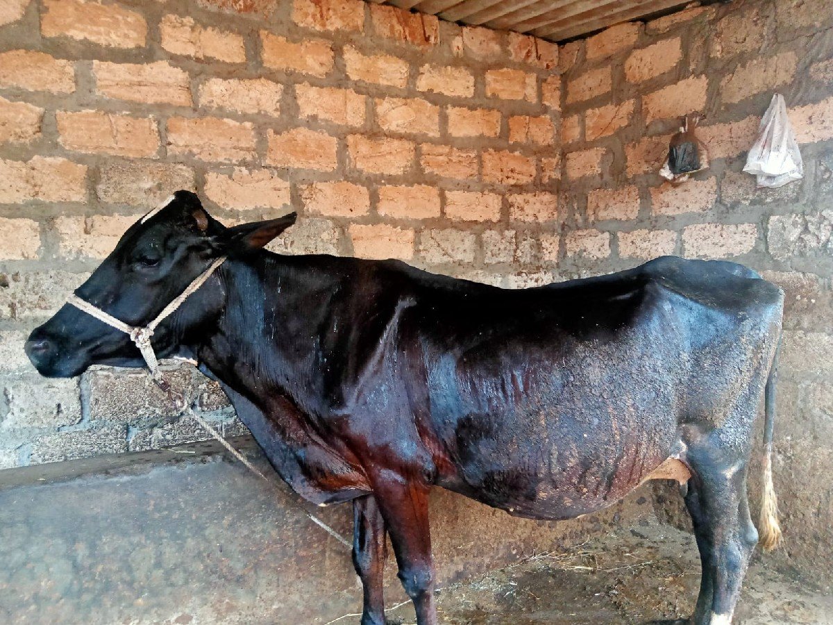 ગાય વેચવાની છે